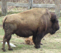 buffalo cow and calf