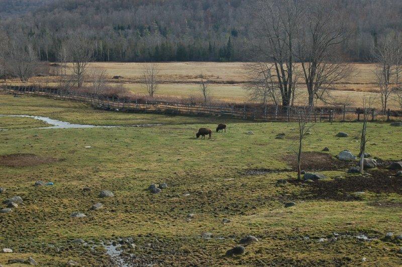 Our Farm + Pastures