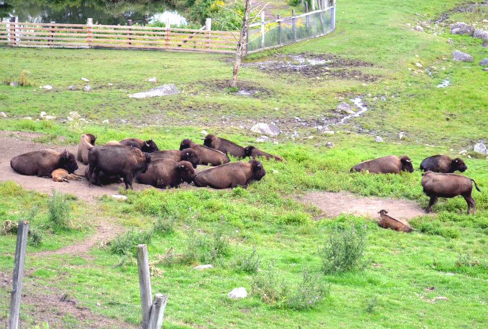 buffalo herd